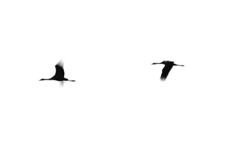 Tal Paz-fridman, Cranes II