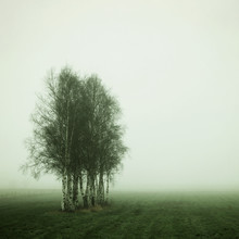 Manuela Deigert, early foggy morning - Germany, Europe)