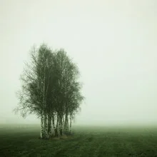 Field with birches in soft fog on an early autumn morning