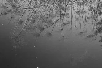 Fotokunst von Bernd Pfleger: Papyruspflanze am Wasser mit sanften Reflexionen