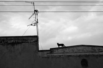 Wandbild von Victoria Knobloch: Silhouette einer Katze vor dem Sonnenuntergang in Jinja, Uganda