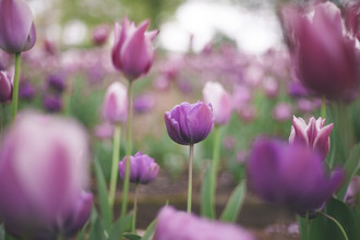 Nadja Jacke, tulips blobs (Germany, Europe)