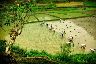 Fotokunst von Thomas Junklewitz: Reisbauern bei der Feldarbeit in Vietnam