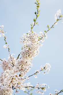 Nadja Jacke, Pink-blue spring sky (Germany, Europe)