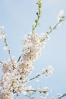 Photo art by Nadja Jacke: delicate tree under a pink-blue spring sky
