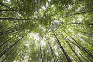 Daniel Schoenen, Bamboo (Thailand, Asia)