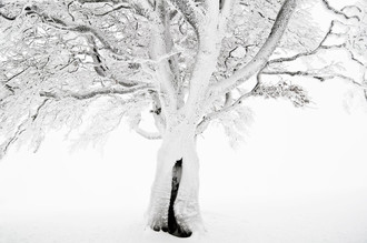 Daniel Schoenen, Winterbaum