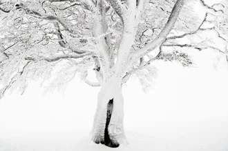 Fotokunst von Daniel Schoenen: verschneiter Baum im Schwarzwald