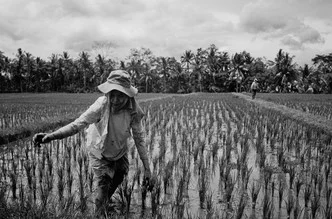 Photo art by Jim Delcid: Woman in Bali rice fields, calm mood, soft colors
