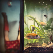 Ambra A, aquachill (Germany, Europe)