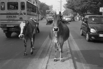 Photo art by Jagdev Singh: cows in Indian street traffic