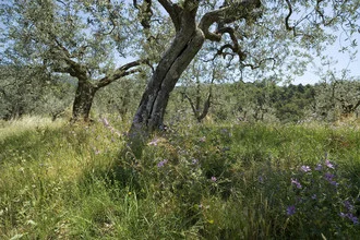 Photo art by Jürgen Gross: tranquil olive grove in Tuscany
