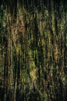 Photo art by Franzel Drepper: green fig tree in Australian nature