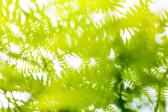 Un-typisch Verena Selbach, One warm summerday in the forrest (Germany, Europe)