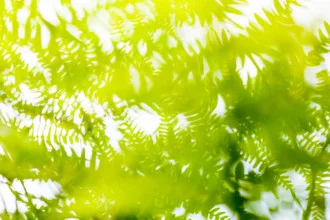 A warm summer day in the forest with lush leaves and soft sunlight.