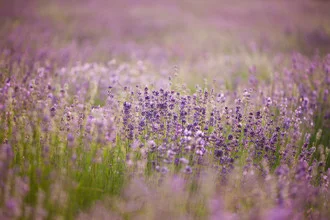 Blooming lavender field under sunlight, showcasing a cheerful purple hue.