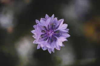 Purple flowering cornflower on a soft background, harmonious colors and gentle mood.