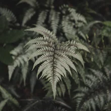 Photo art by Nadja Jacke: summer rainbow fern with fan-like leaves