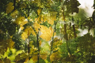 Soft colors of the forest with light play creating a calm atmosphere.
