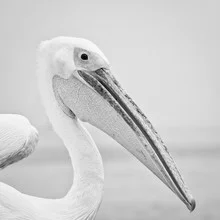 Close-up of a pelican in Namibia, soft colors and calm atmosphere