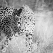 Cheetah in Namibia: calm snapshot of a swift animal in its natural habitat