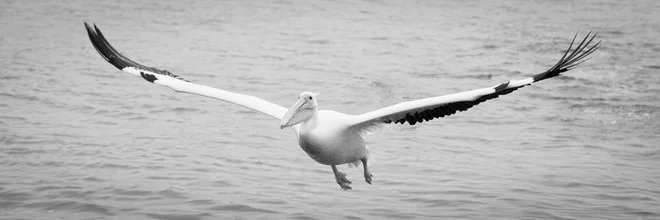 Pelican at Walvis Bay, Namibia: calm moment by the water with soft colors