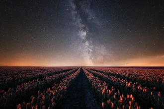 Photo art by Oliver Henze: Milky Way over a field of tulips at night