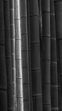 Ronny Behnert, Mōsō - Study 2 - Japan