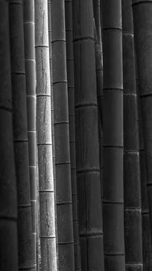Photo art: tranquil black-and-white capture of a bamboo forest in Japan