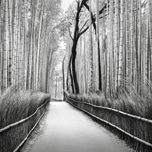 Fotokunst von Ronny Behnert: ruhiger Bambuswald in Kyoto, sanfte Grautöne.