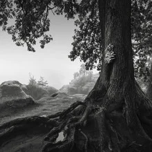 Photo art by Ronny Behnert: Old oak in the mist of Saxon Switzerland