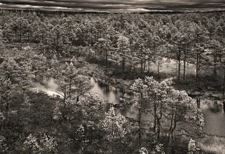 Photo art by Axel Harries: autumn bog in Estonia with soft colors
