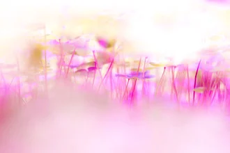 Blurred leaves of a lucky clover in gentle green tones