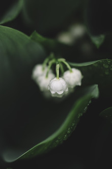 Nadja Jacke, Blooming lily of the Valley (Germany, Europe)
