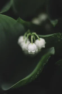 Photo art by Nadja Jacke: blooming lily of the valley with droplets in soft light