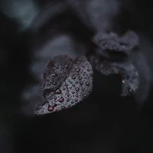Photo art by Nadja Jacke: Dark red cherry leaves in the rain with water droplets.