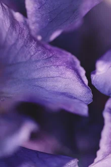Delicate structures: macro photo of purple petals softly illuminated by sunlight.