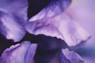Purple waves on a delicate flower gently shimmering in the light.