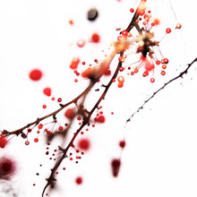 Kay Block, red berry (Germany, Europe)