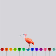 Caterina Theoharidou, Lollipop - Italy, Europe)