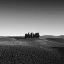 Photo by Christian Janik: cypress grove in Tuscany, black and white capture