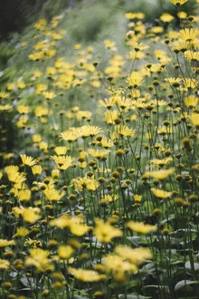 Fotokunst von Nadja Jacke: Gelbe Blumen in einem blühenden Feld unter Sonnenlicht