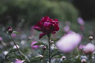 Dark red peony on a summer day in a blooming garden