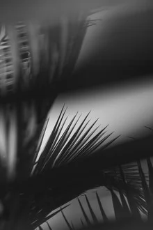 Black and white photo art featuring palm fronds in sunlight with strong contrast.