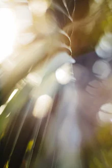 Photo of palm tree fronds glowing in the sunlight of Formentera.