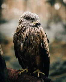 Fotokunst von Steven Ritzer: majestätischer Falke im Wald