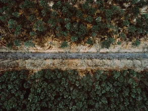 Waldweg mit Kiefern in Brandenburg, ruhige, natürliche Atmosphäre