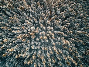 Photo art by Steven Ritzer: tree tops in golden light