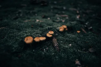 Photo art by Steven Ritzer: Mushrooms in a moody forest, gentle light and atmosphere.