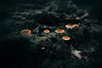 Photo art: Mushrooms in dim forest underbrush, soft colors and calm atmosphere.